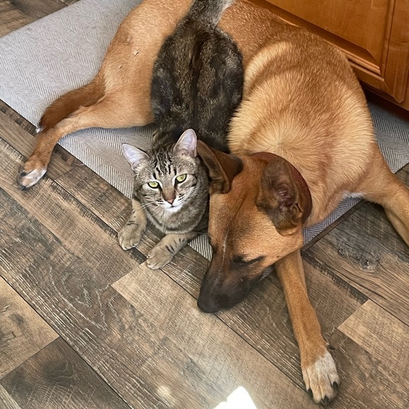 Meet your Posher, Britnie - Picture 6 of 6